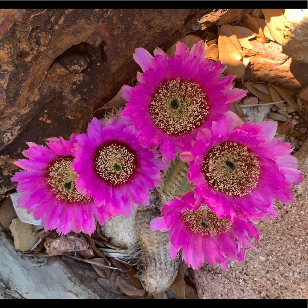 🌺🌸My Garden🌺🌸My Babies🌺🌸 - Picture 11 of 16